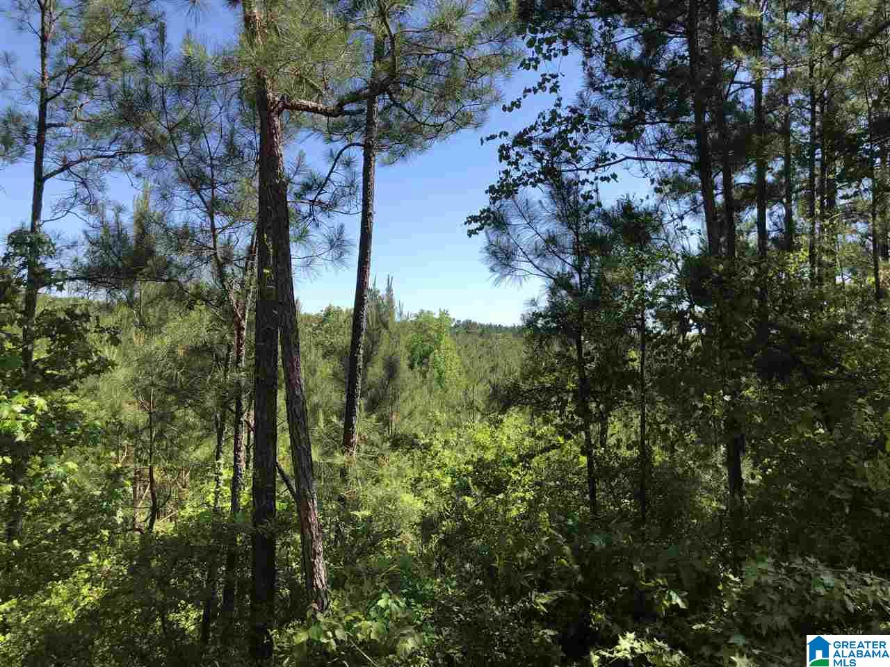 119-acres Double Branch Road, Unit 119 ACRES Marion, AL 36756 - Photo 9 of 26