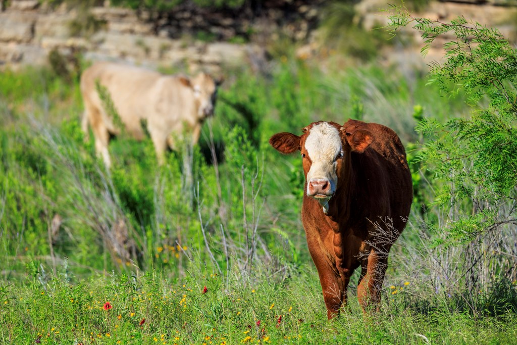 2199 Langes Mill Road Doss, TX 78618 - Photo 33 of 40 a close up of a plant in a garden