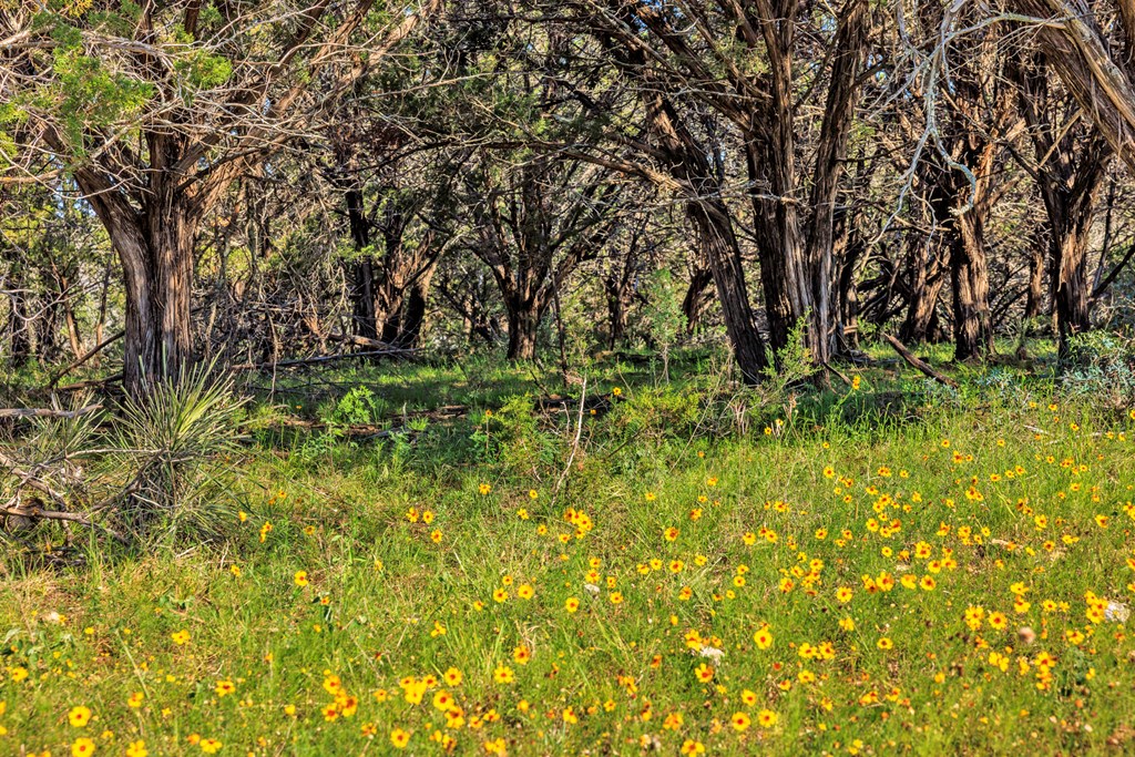 2199 Langes Mill Road Doss, TX 78618 - Photo 36 of 40 a backyard of a house with a tree
