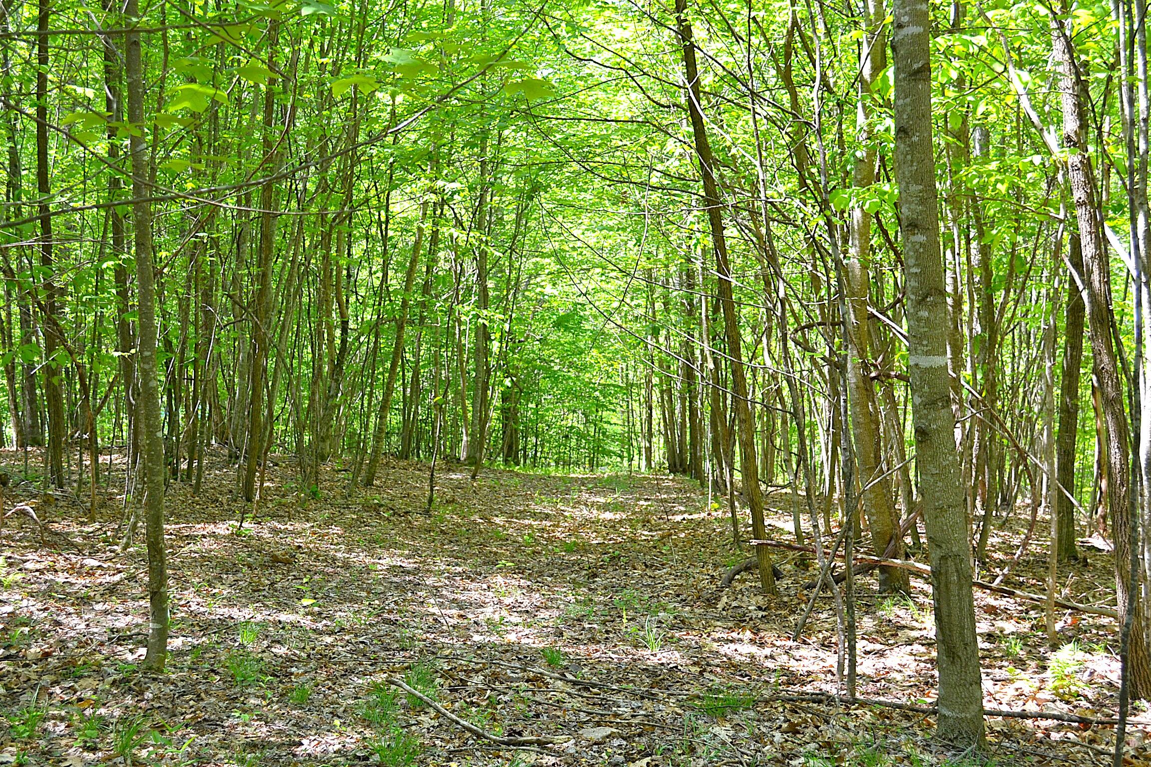 Germany Road Renick, WV 24966 - Photo 20 of 22 Gallery Image 20