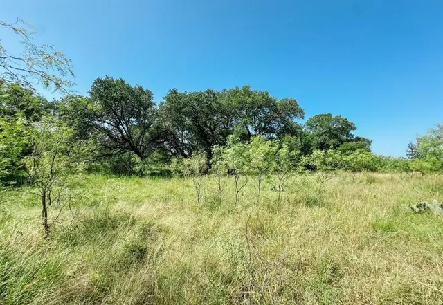 a view of a yard with plants and a tree
