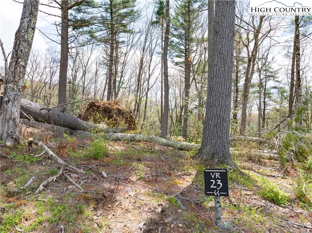 a view of a trees and yard with trees