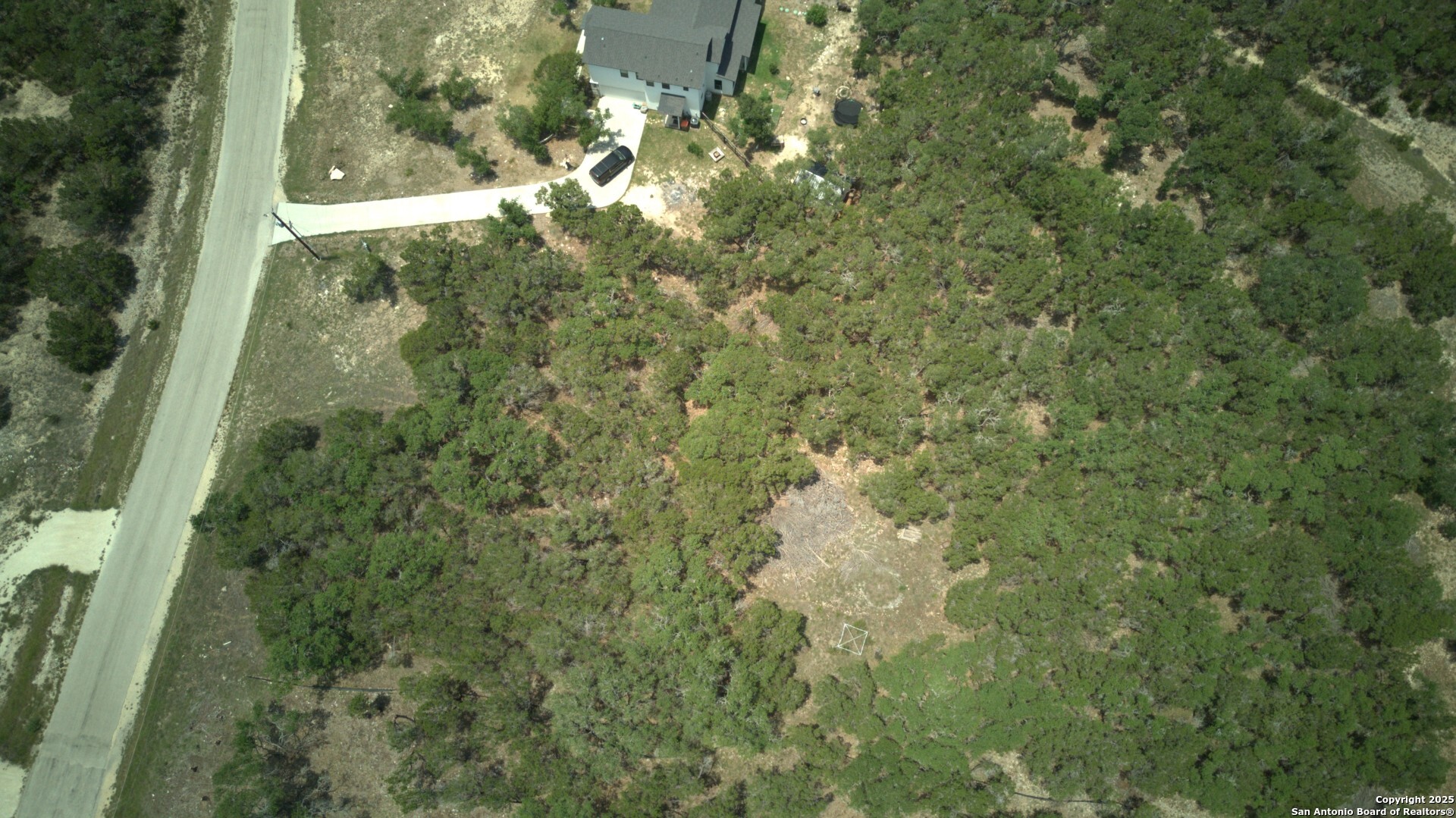 a view of a forest that has a tree