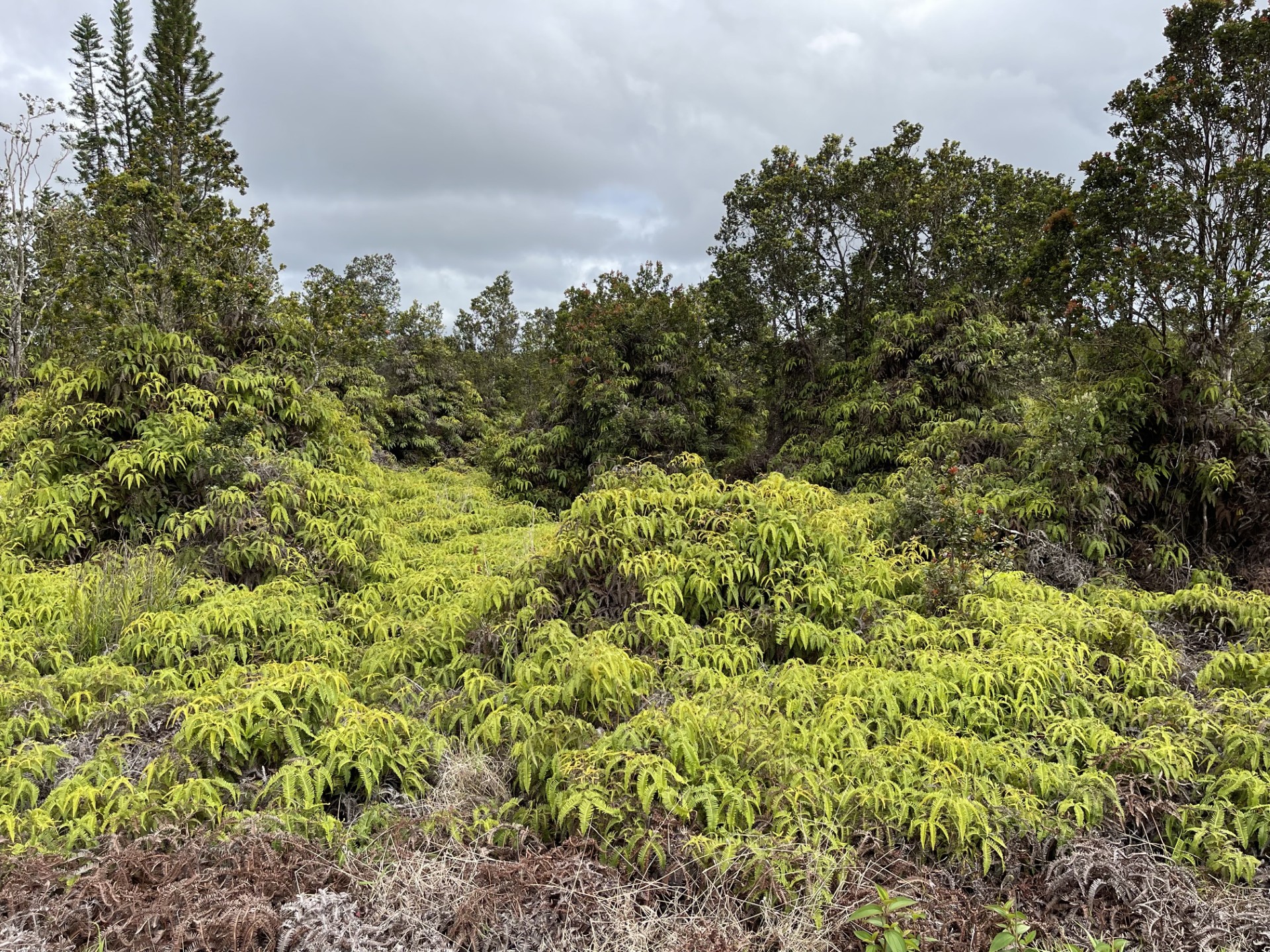 11-3343 Lot 1444 Volcano Rd  