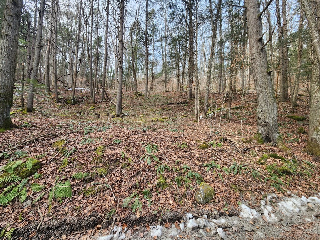 0 North Green River Road Colrain, MA 01340 - Photo 6 of 11 a view of a backyard with large trees