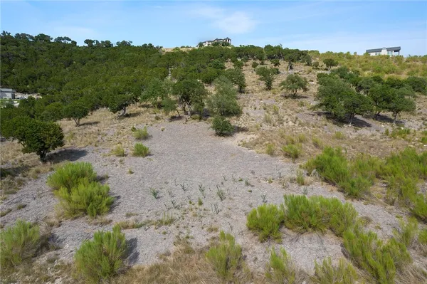 a view of a dry plant with lots of bushes