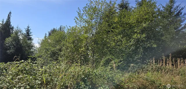 a view of a yard with plants and trees