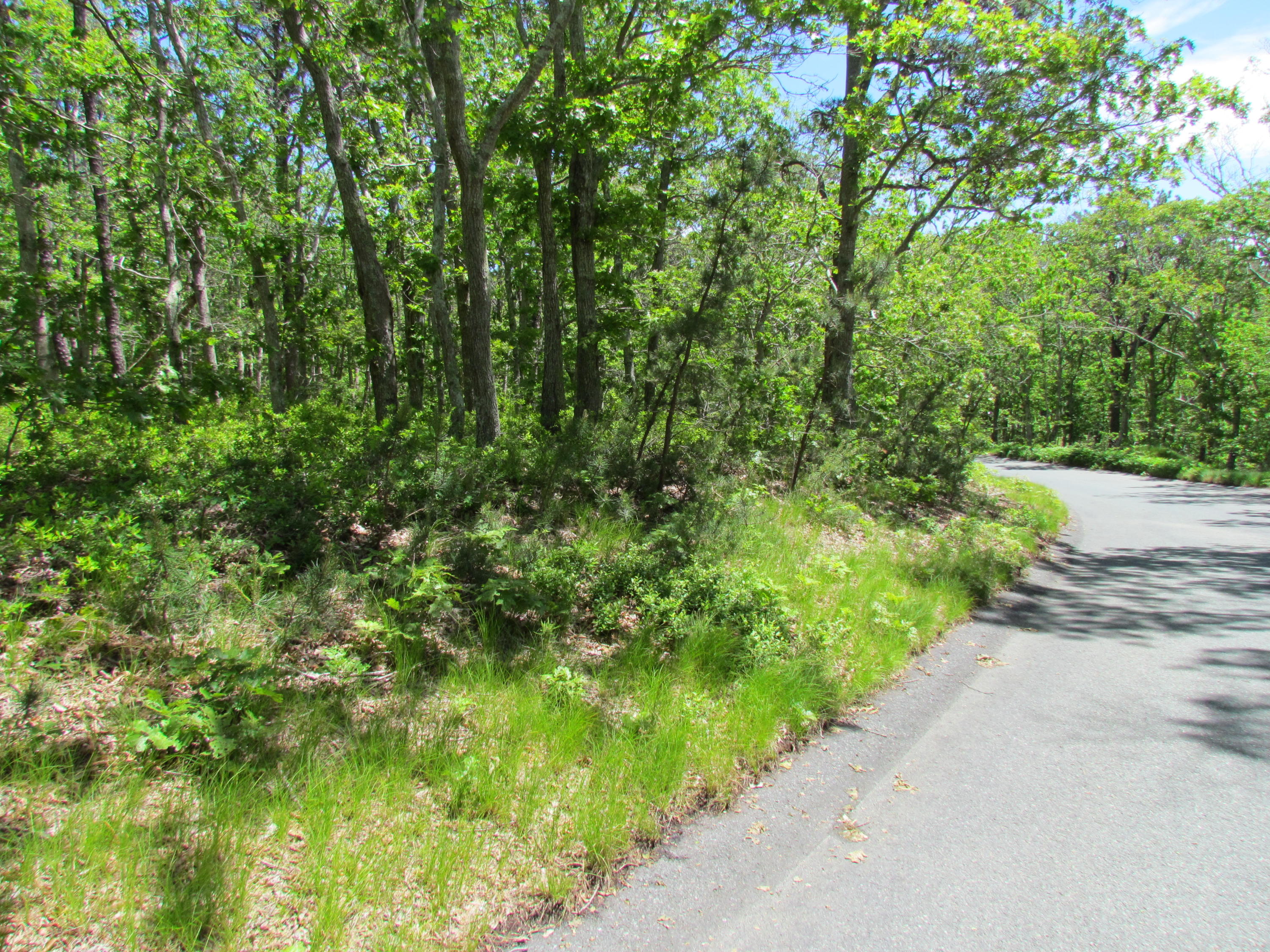 60 Oak Ridge Drive Wellfleet, MA 02667 - Photo 1 of 7 a view of a road with a yard