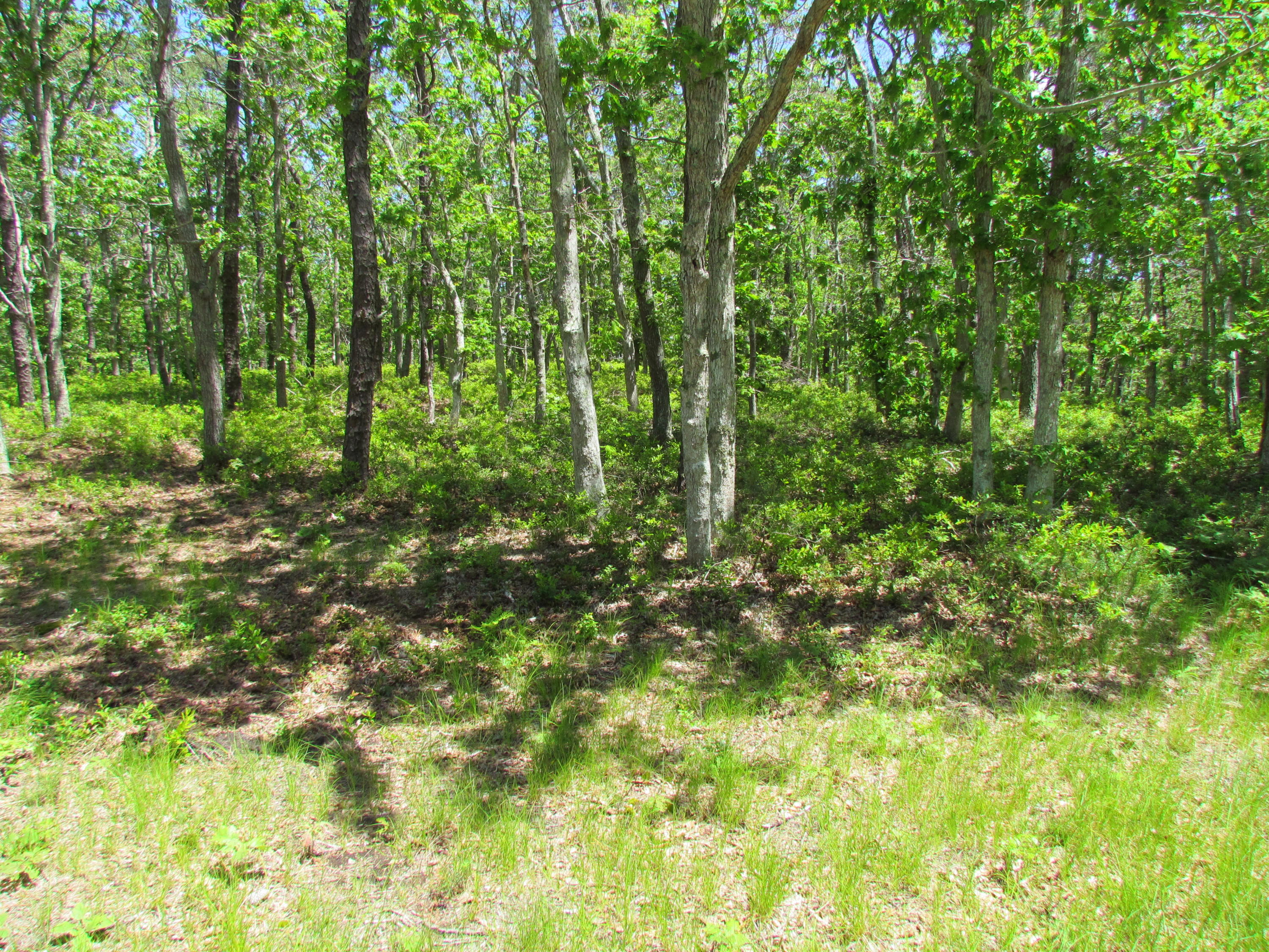 60 Oak Ridge Drive Wellfleet, MA 02667 - Photo 3 of 7 a view of a lush green forest