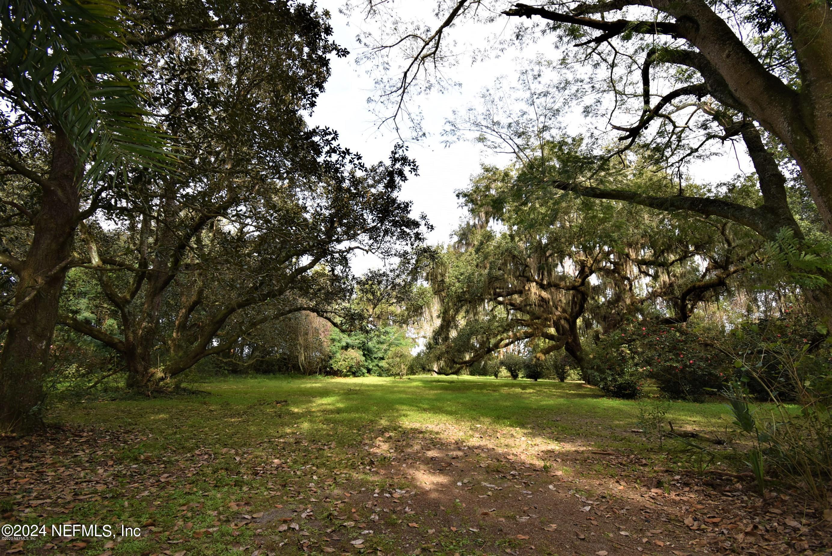 beautiful old oaks