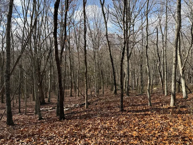 a view of a forest filled with trees