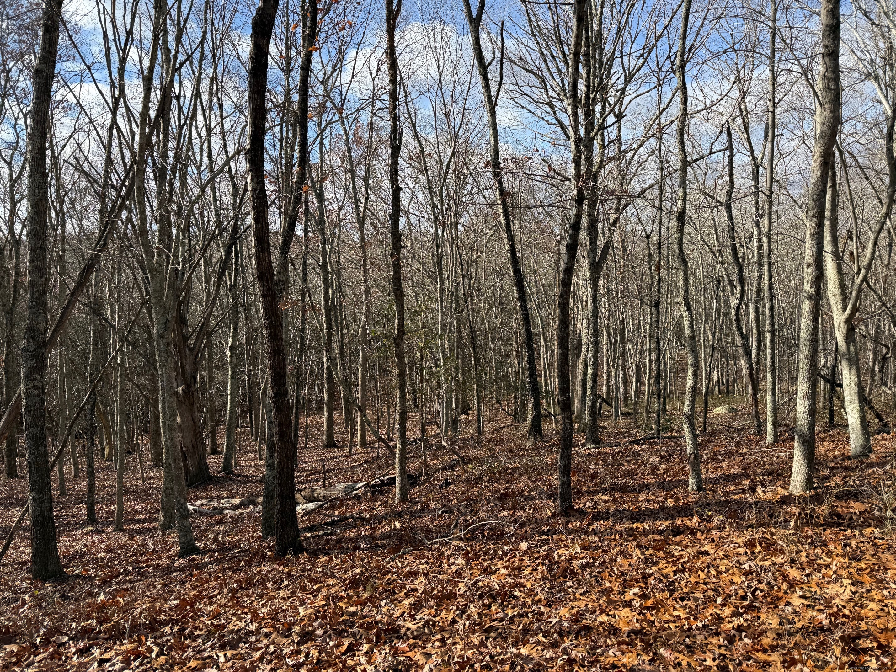 Chesterfield Road East Lyme, CT 06333 - Photo 3 of 9 a view of a forest filled with trees