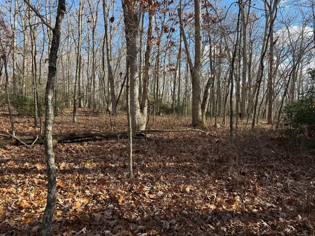 a view of a backyard with trees