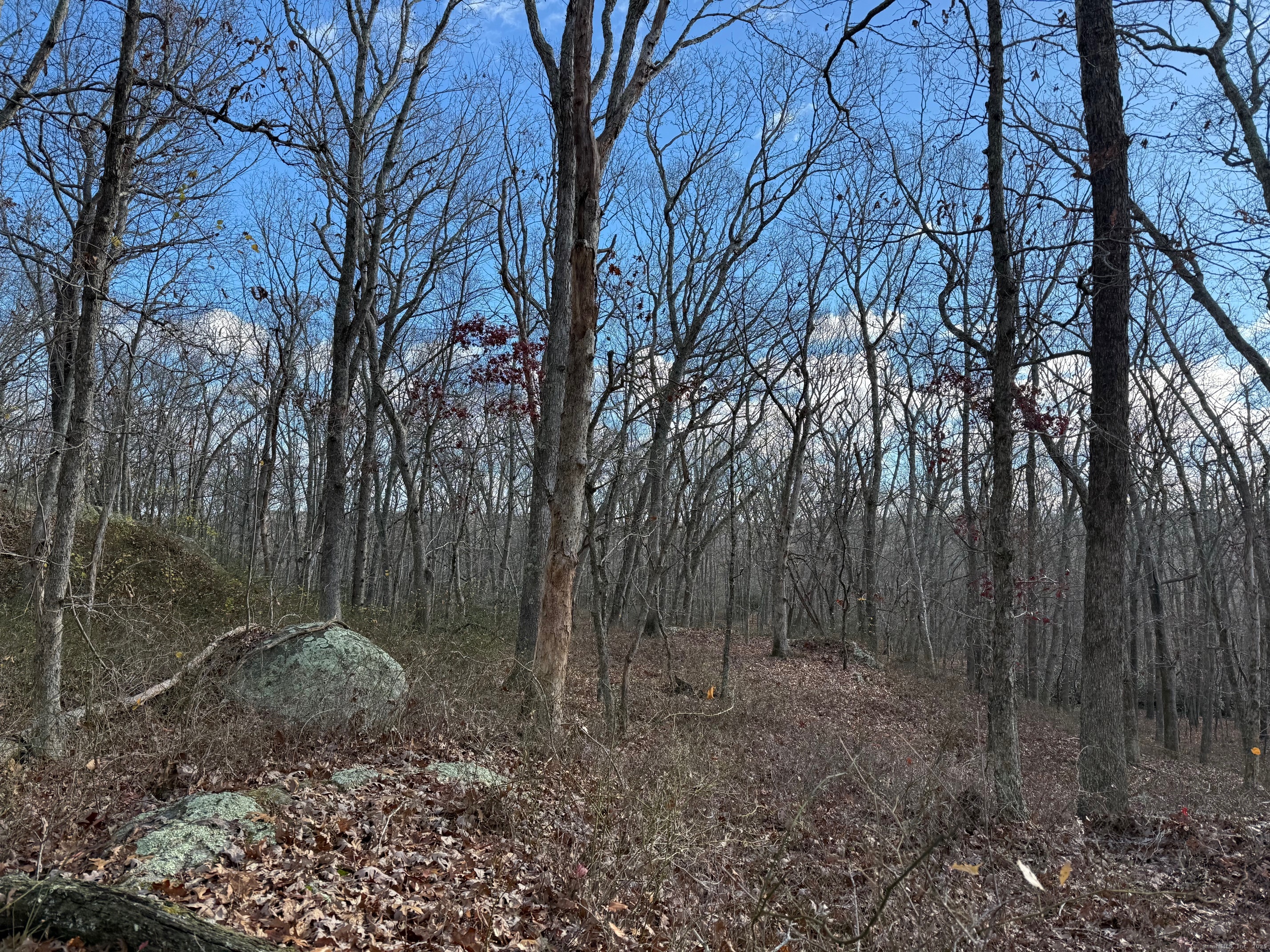 Chesterfield Road East Lyme, CT 06333 - Photo 8 of 9 a view of a forest with trees in the background
