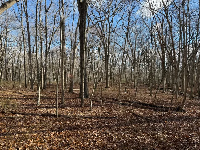 a view of backyard with trees
