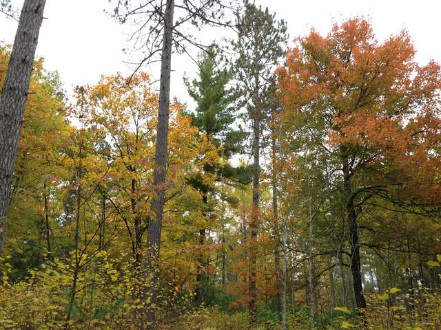 Lot 3 Cedar Falls Road Hazelhurst, WI 54531 - Photo 1 of 18 Gallery Image 1