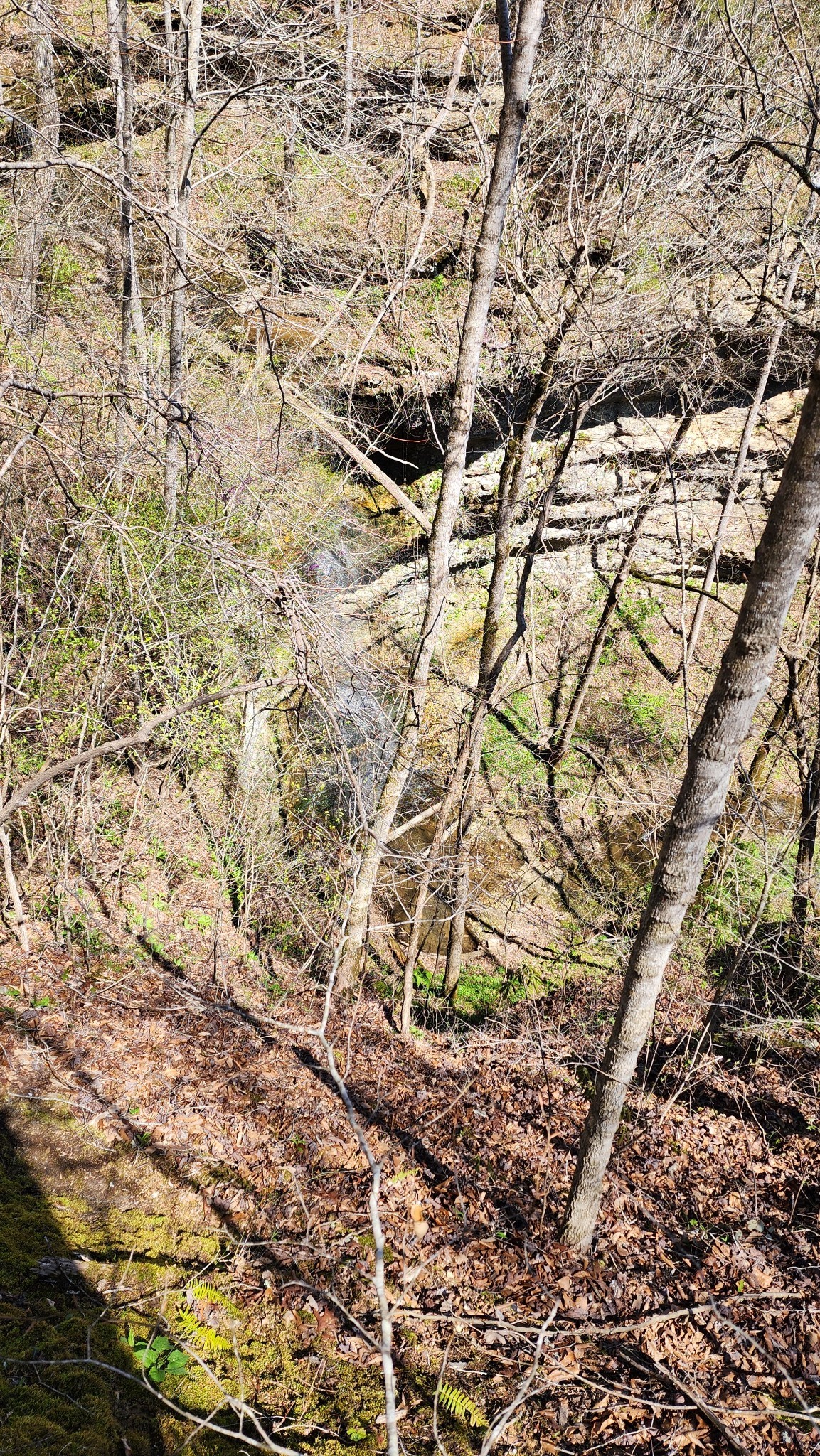 0 Allen Bend Road Smithville, TN 37166 - Photo 17 of 21 a picture of a tree