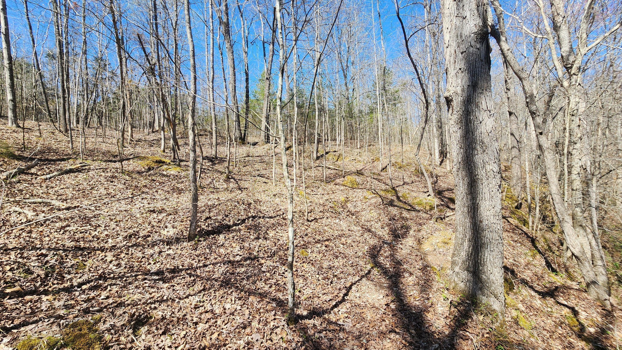 0 Allen Bend Road Smithville, TN 37166 - Photo 20 of 21 a view of a backyard of the building
