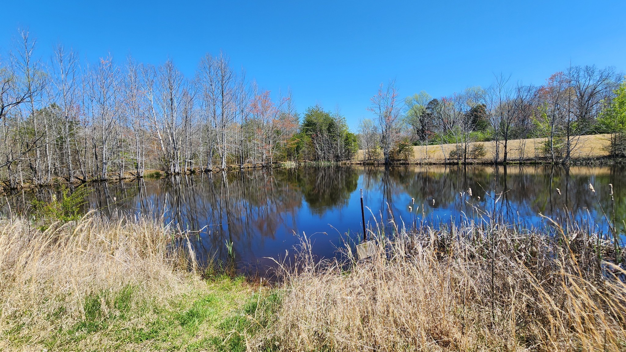 0 Allen Bend Road Smithville, TN 37166 - Photo 21 of 21 a view of river covered with tall trees