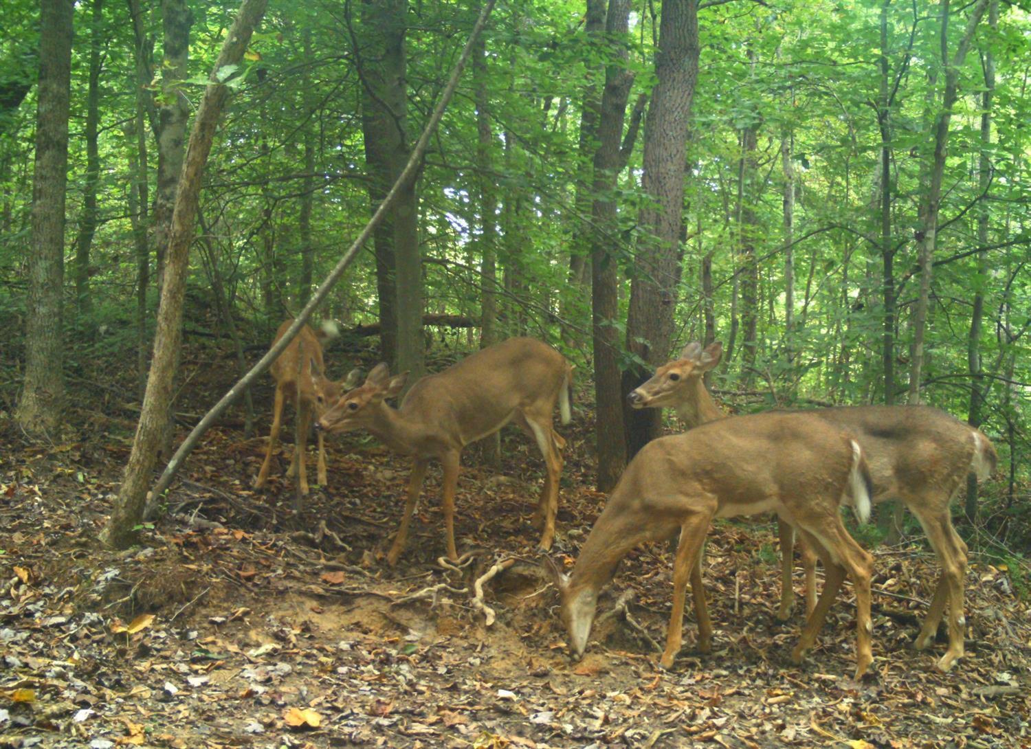 10.44-ac Straight Fork Road Peebles, OH 45660 - Photo 20 of 27