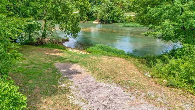 a view of a yard with plants and a large tree
