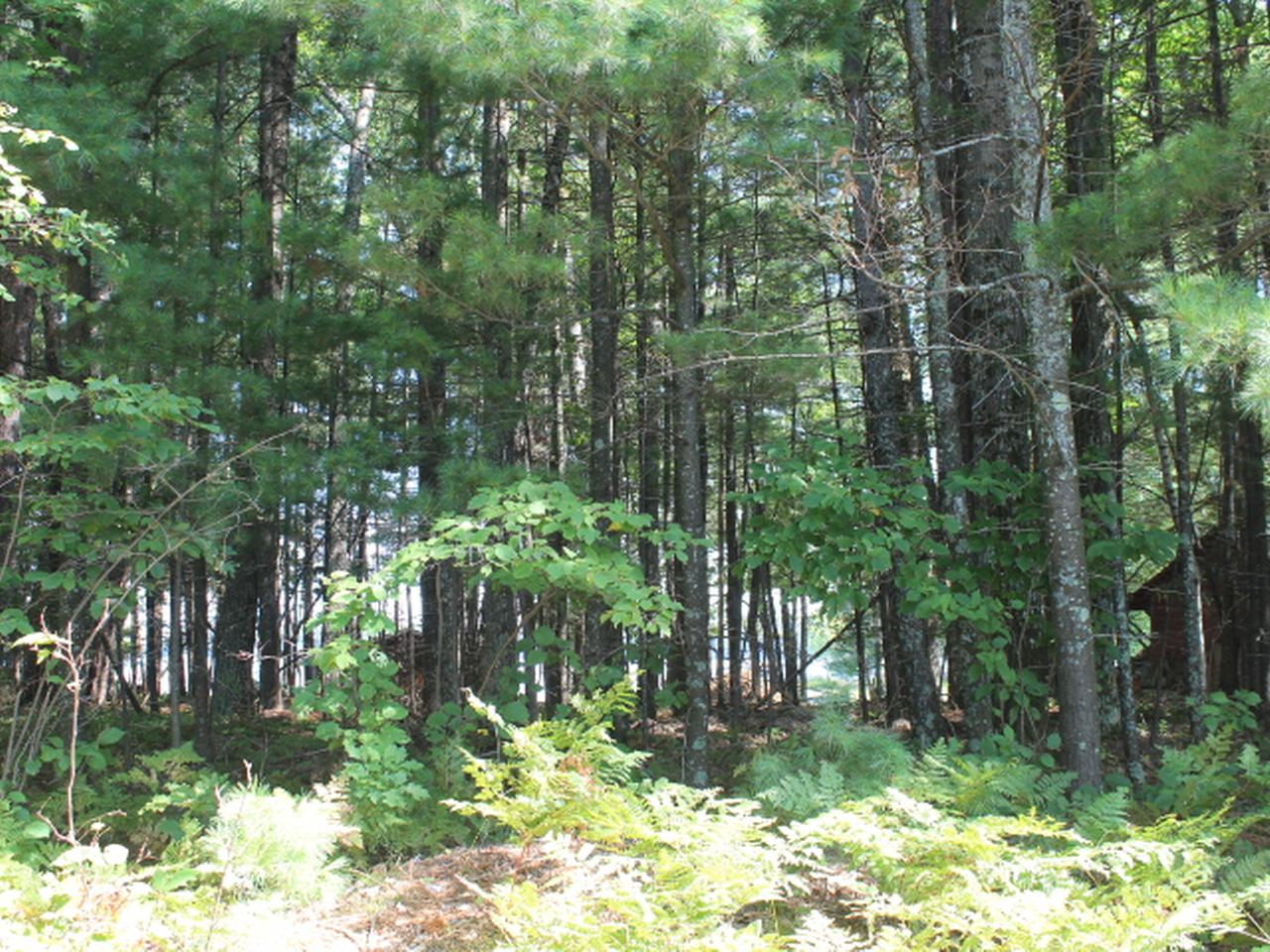 7774 Braeger Road Three Lakes, WI 54562 - Photo 3 of 8 Gallery Image 3