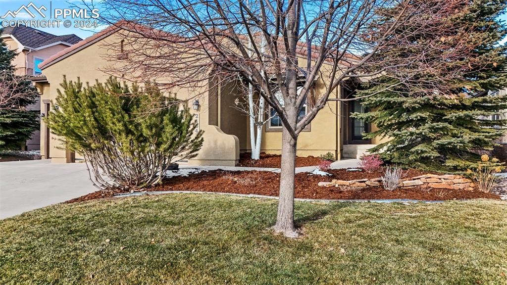 2464 Cinnabar Road Colorado Springs, CO 80921 - Photo 3 of 43 a tree in the middle of a yard