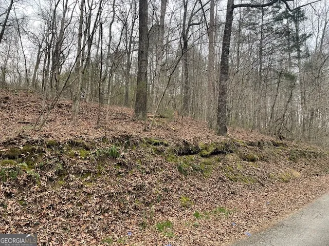 a view of a forest with trees in the background