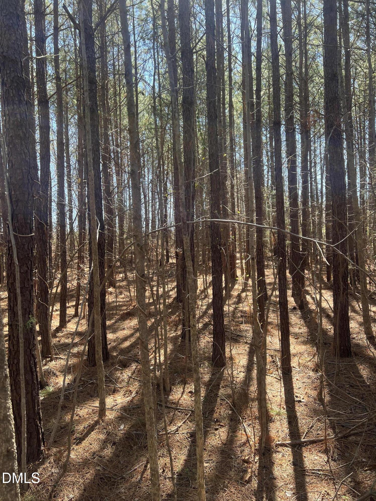 299 Hodges Road Franklinton, NC 27525 - Photo 5 of 10 a view of outdoor space with lots of trees
