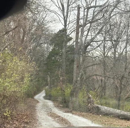 a view of a yard with a tree