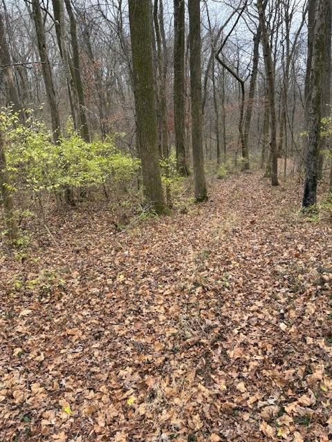 933 Old Lebanon Dirt Road Hermitage, TN 37076 - Photo 11 of 11 a view of backyard with trees