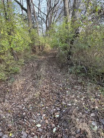 a view of a yard with a tree