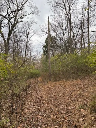 a view of a yard with plants and large trees
