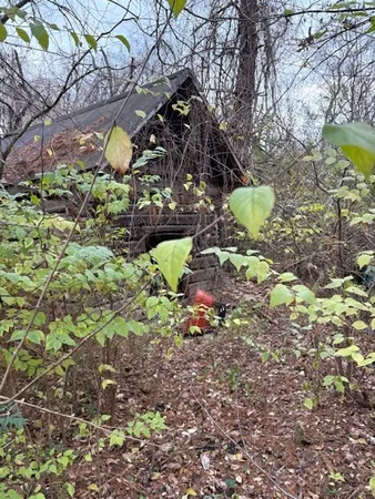 a view of a tree in a yard