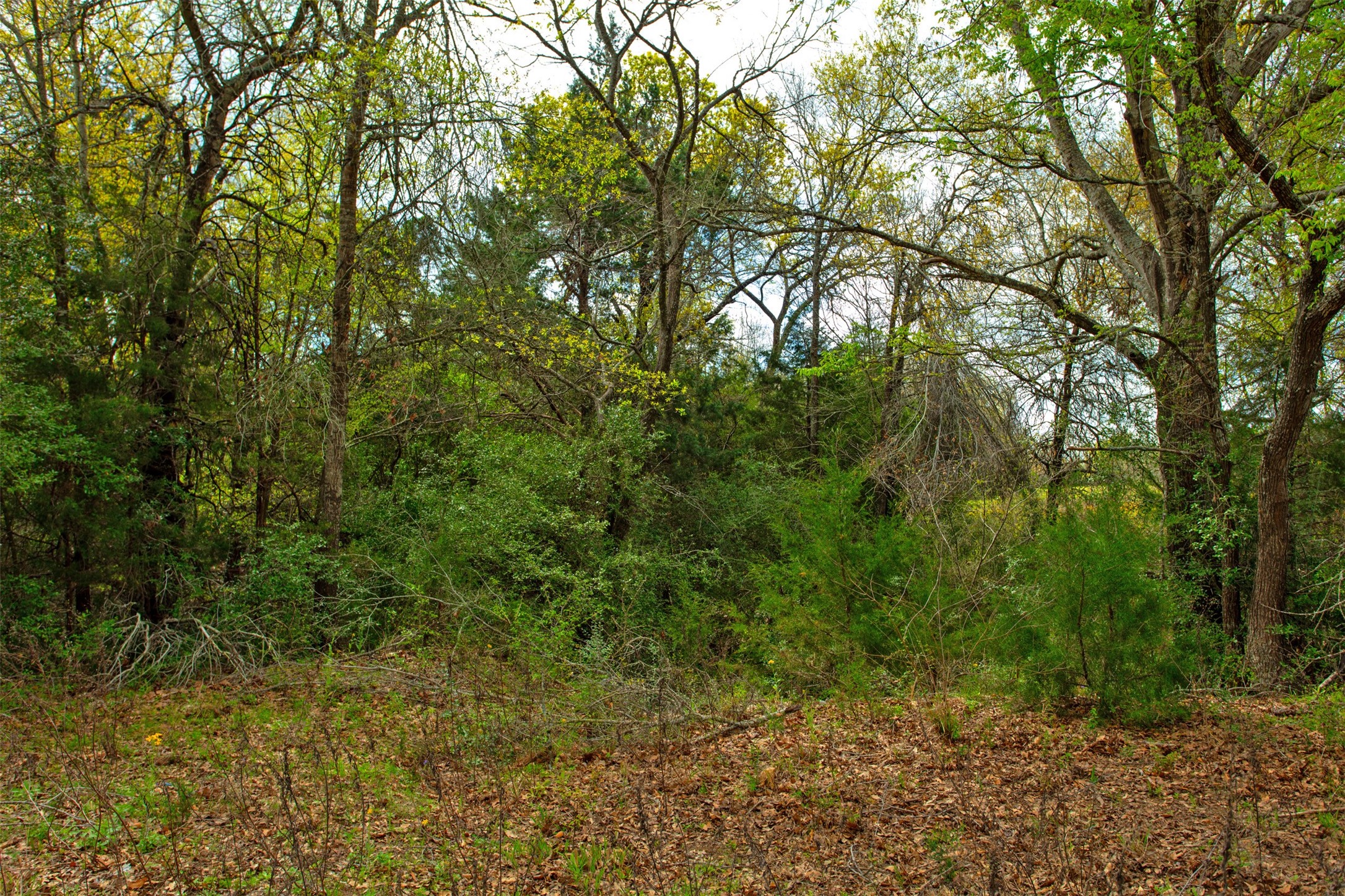 3882 Webb Cemetary Road Calvert, TX 77837 - Photo 8 of 14