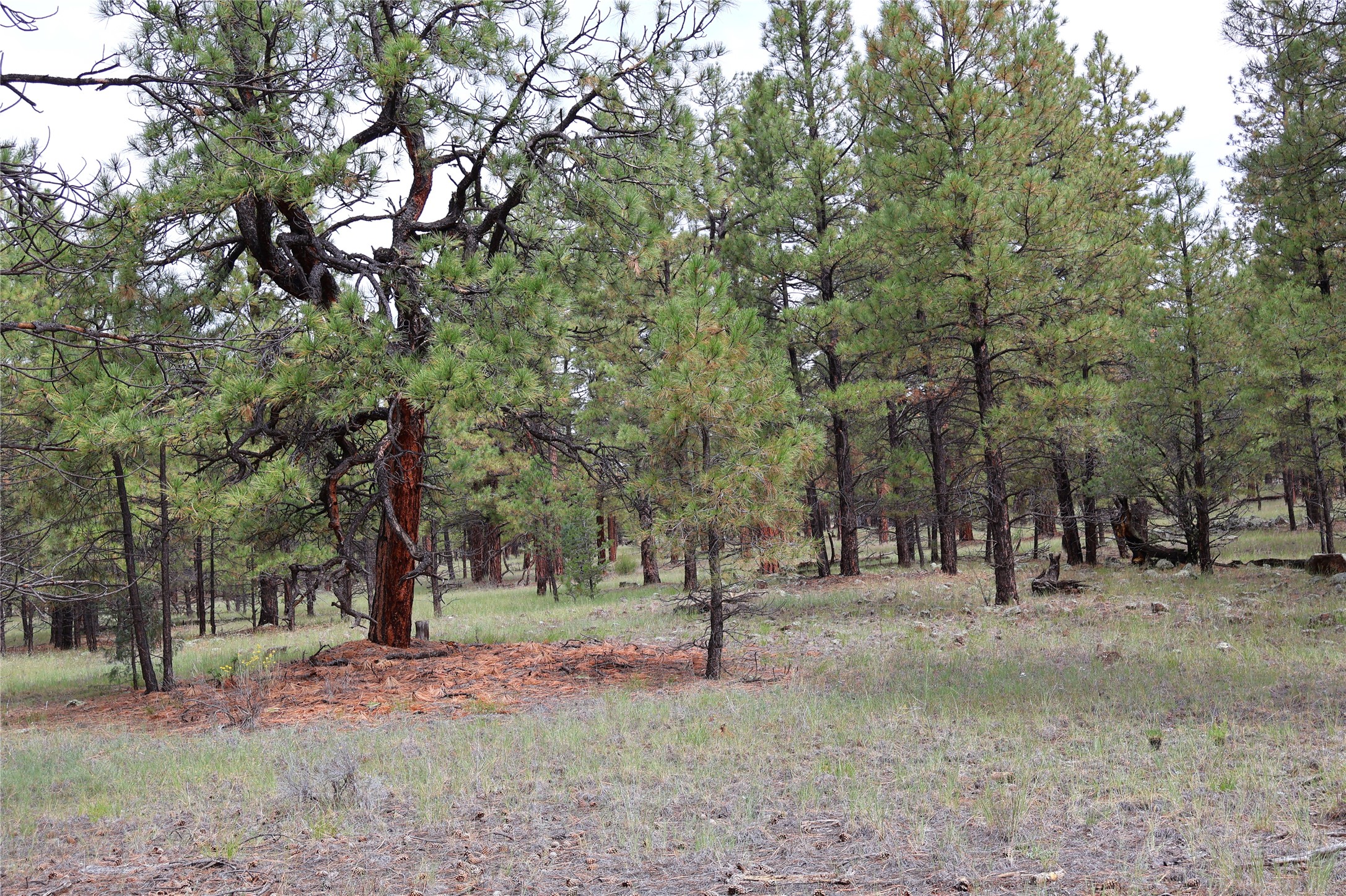 Lot 44 Rhyolite Road Grants, NM 87020 - Photo 13 of 31 Gallery Image 13