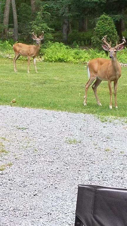 470 Hominy Ridge Acres Clarington, PA 15828 - Photo 24 of 25 Gallery Image 24