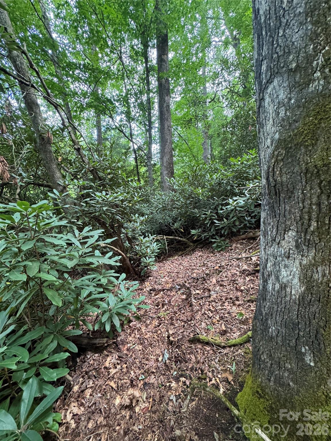 0 Wilson Road Brevard, NC 28712 - Photo 7 of 41 Gallery Image 7
