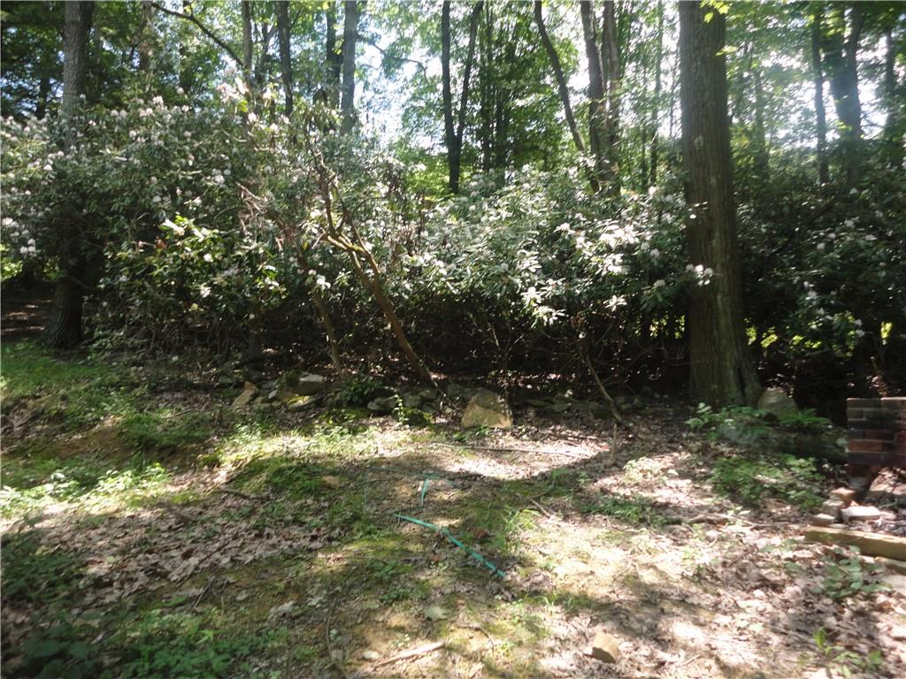 3202 Listonburg Road Confluence, PA 15424 - Photo 20 of 26 a view of a tree in a yard