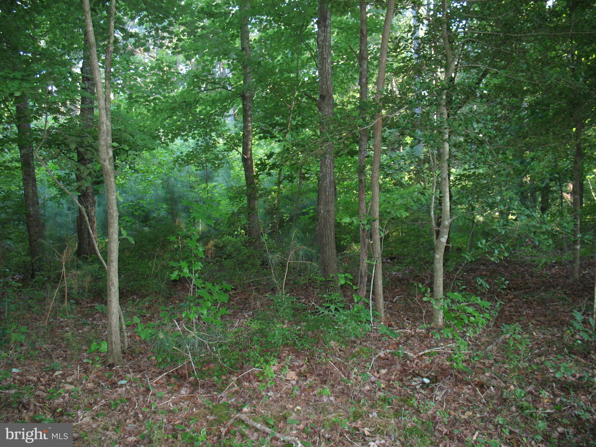 0 Harmon Landing Road Snow Hill, MD 21863 - Photo 2 of 10 Harmon Landing Rd