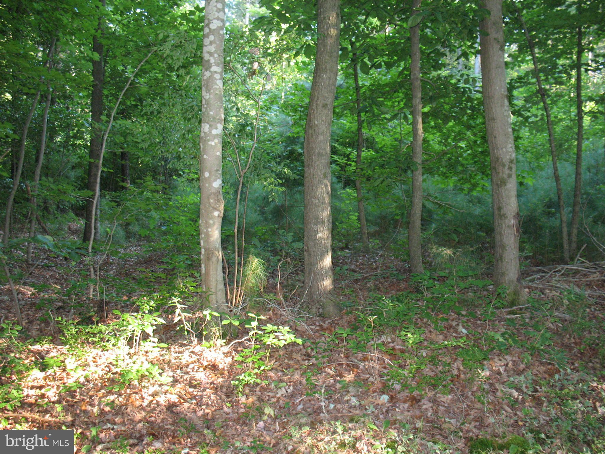 0 Harmon Landing Road Snow Hill, MD 21863 - Photo 3 of 10 Harman Landing Rd