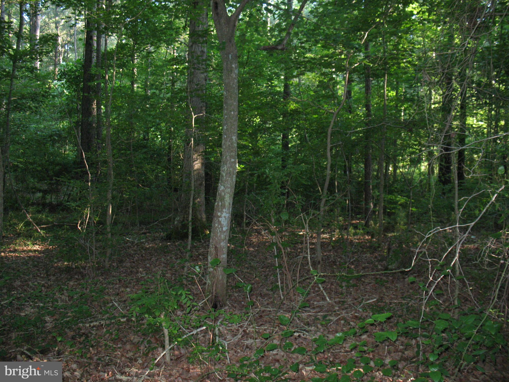 0 Harmon Landing Road Snow Hill, MD 21863 - Photo 5 of 10 Harmon Landing Rd lot
