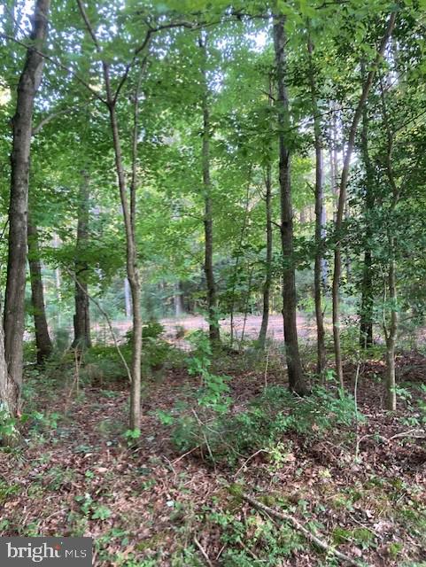 0 Harmon Landing Road Snow Hill, MD 21863 - Photo 10 of 10 Lot has been partially cleared.