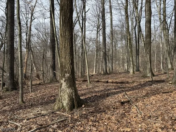 a view of a backyard with large trees