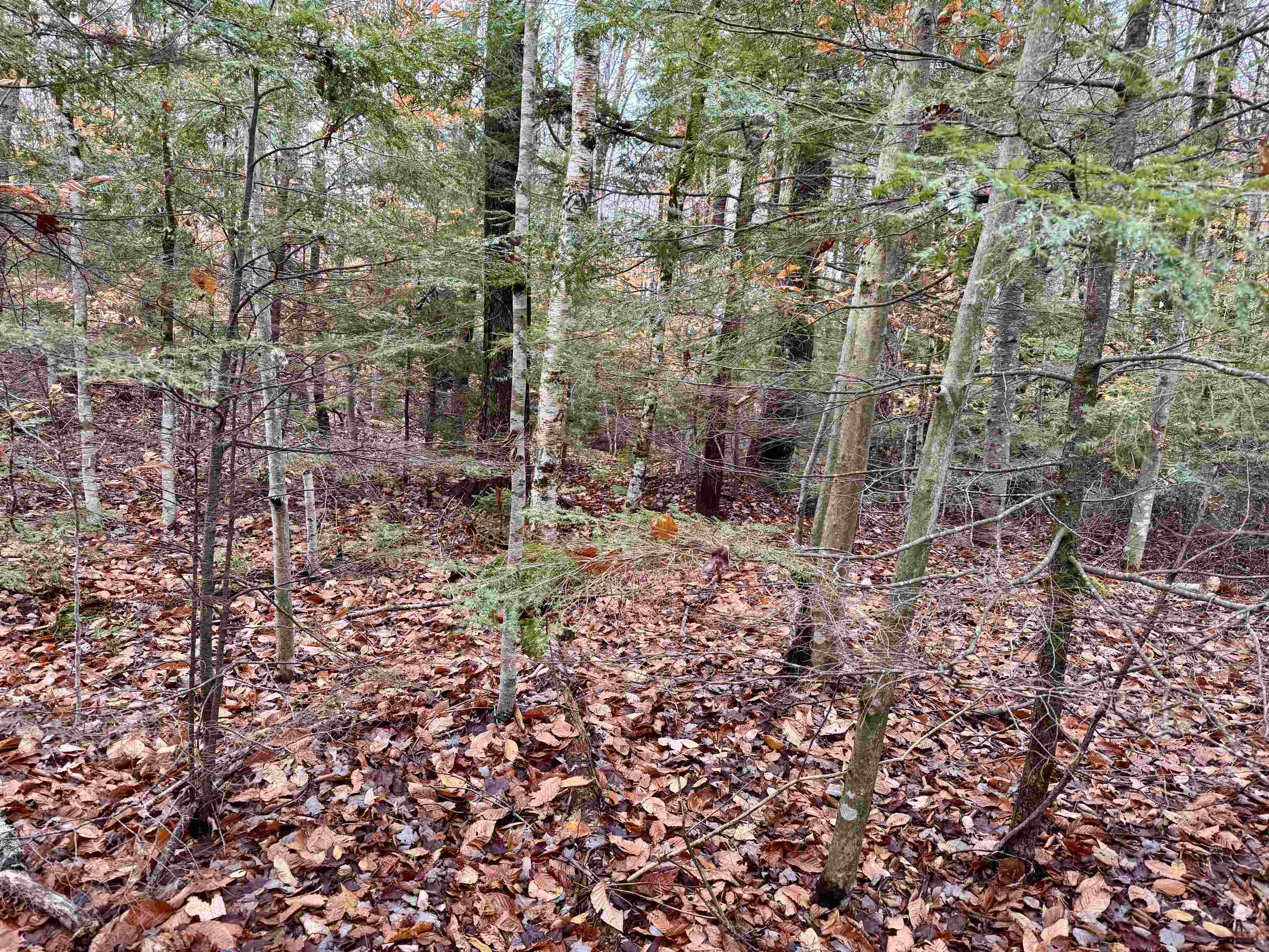 0 Washington Drive Washington, NH 03280 - Photo 11 of 12