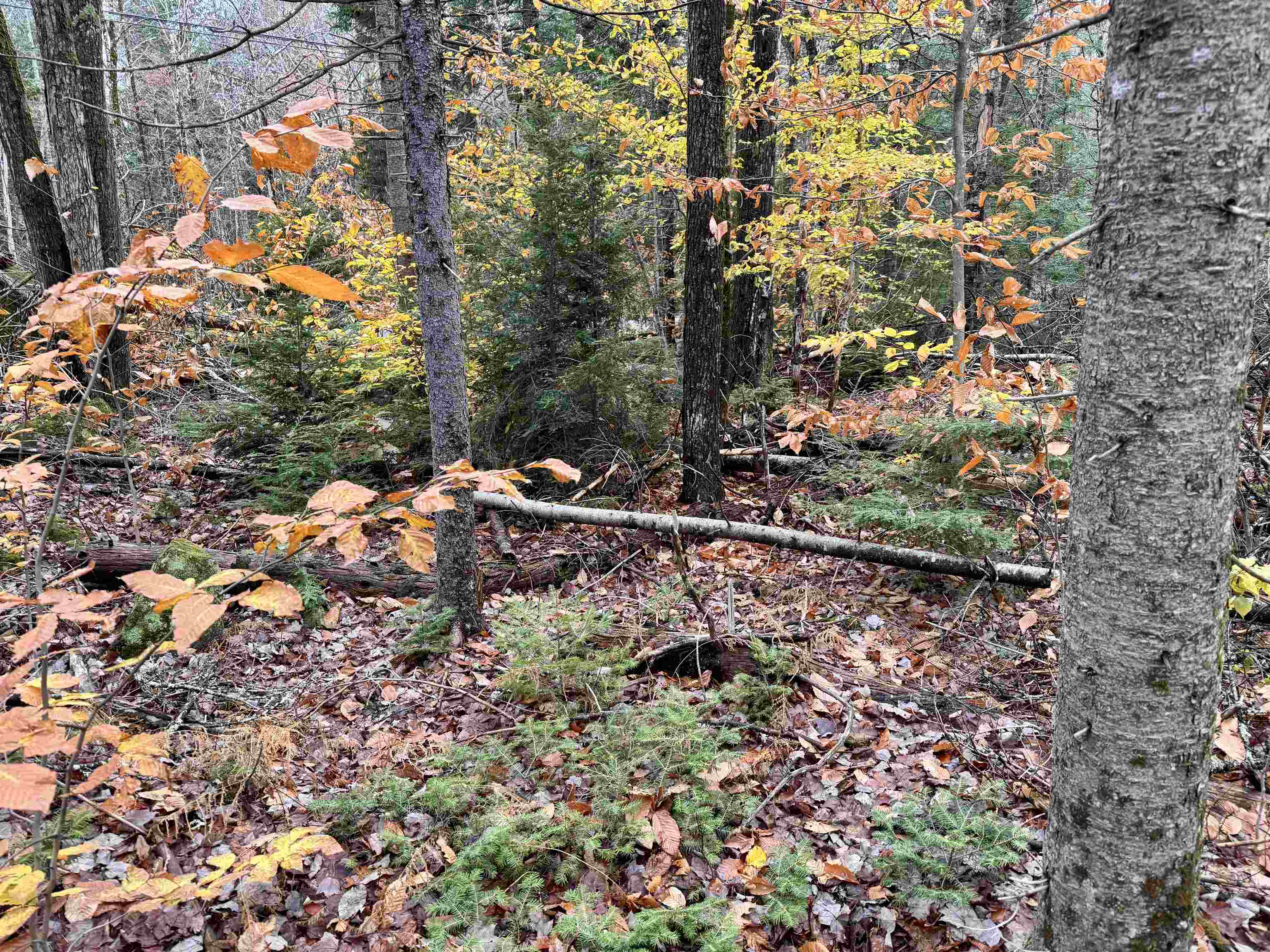 0 Washington Drive Washington, NH 03280 - Photo 8 of 12