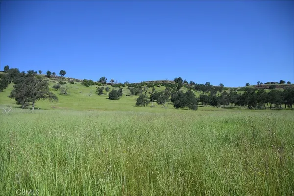 a view of a lush green space