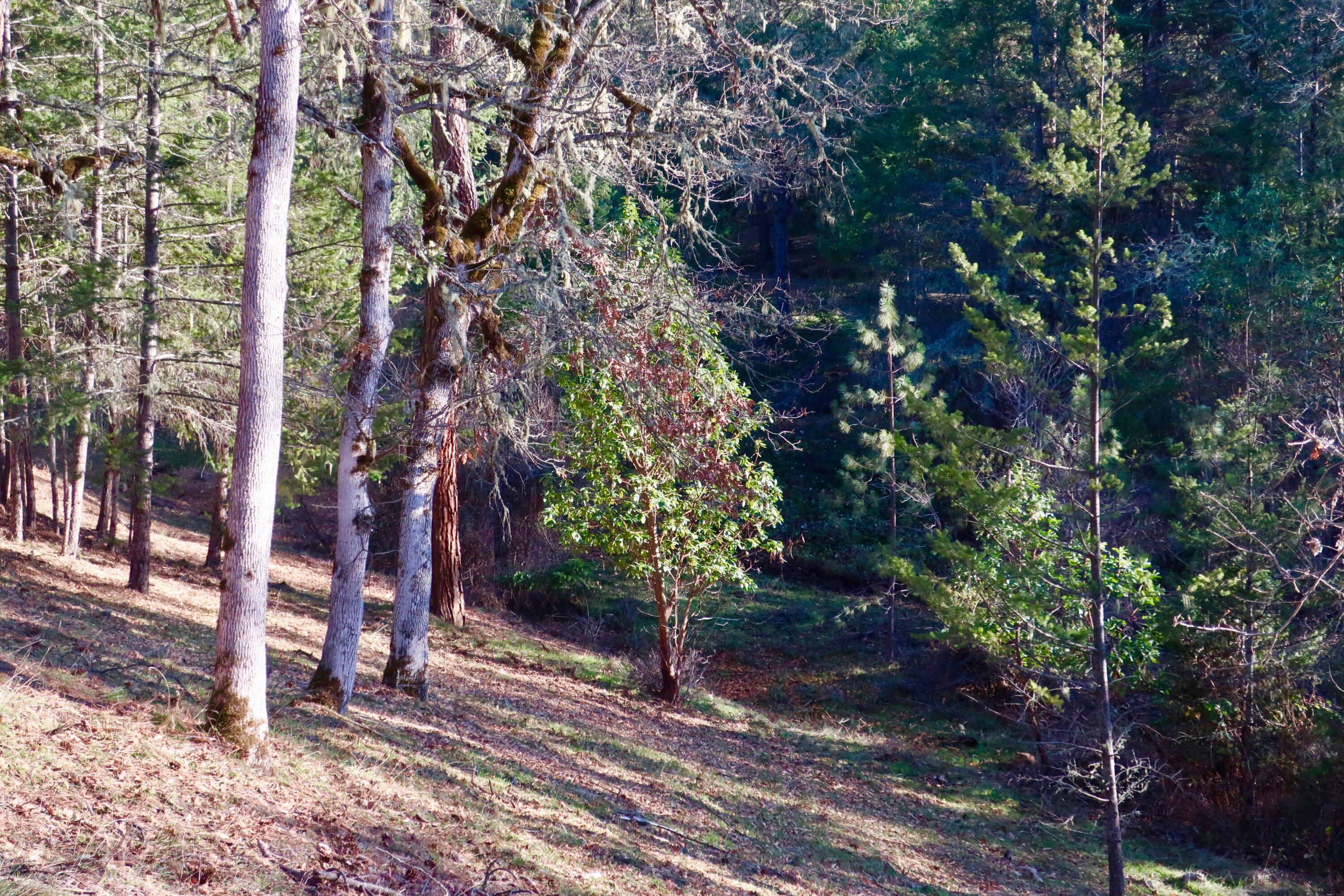 13975 Upper Applegate Road Jacksonville, OR 97530 - Photo 50 of 53 Prop 16