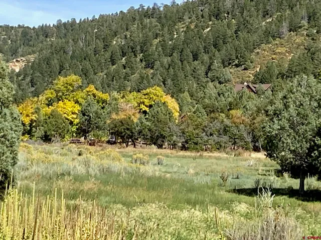 a view of a yard with a tree
