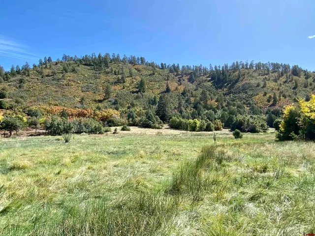 a view of a forest with a tree